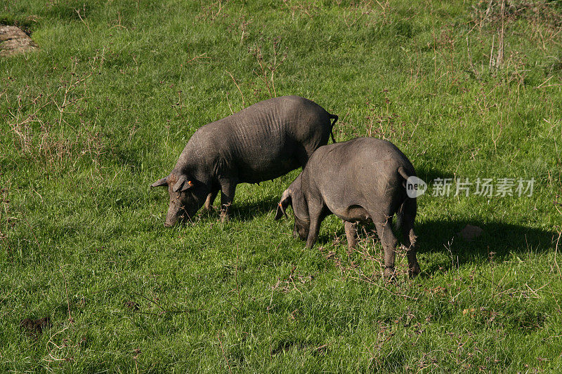 伊比利亚自产黑猪。Cerdo Ibérico pata negra。